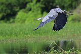 Great Blue Heronborder=